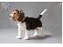 PoulaTo: beagle puppiesSale